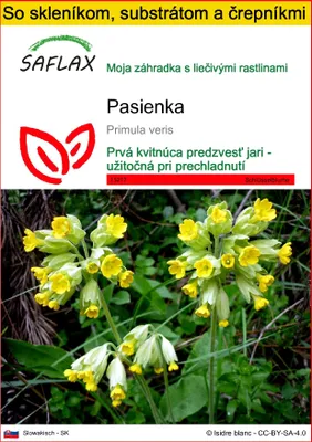 Obrázok produktu pre SAFLAX Kultivačný set - pasienka - Primula veris - 100 Semená - S mini skleníkom, pestovateľským substrátom a 2 črepníkmi