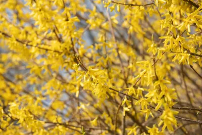 Produktbild von Forsythia 'Maree d'Or' -R-, Goldglöckchen, gelb, 30–40 cm
