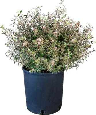 Obrázek produktu pro Abélie FloraSelf Abelia grandiflora 'Confetti' výška 50-60 cm květináč 10 l