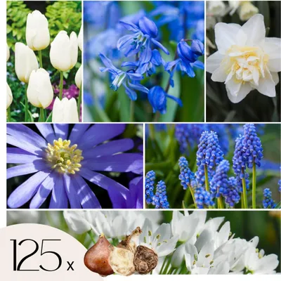 Image de Mélange de bulbes pour le jardin - Set de 125 - Bulbes à fleurs