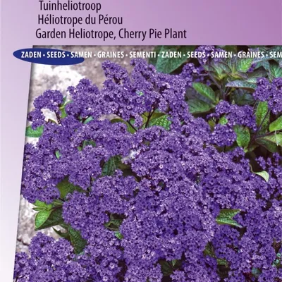 Obrázek produktu pro Vanilla Flower Marine Garden Heliotrop – balení – tmavě modré květy s vůní vanilky – ideální do zahrady i do květináčů