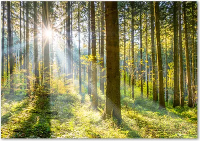 Produktbild von Tulup® Leinwandbild - 100x70 cm - Wandkunst - Drucke auf Leinwand - Leinwanddruck  - Landschaften - Grün - Wald in der Sonne