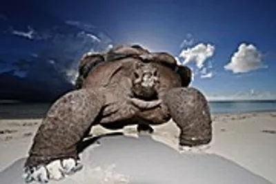Obrázok produktu pre Wildlife Photographer of the Year: Portfolio 23