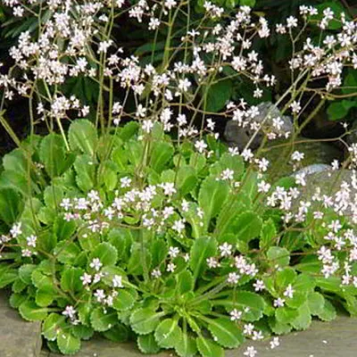 Image de 6 x Fleurs de porcelaine bâtarde - Saxifraga urbium | pot 9cm x 9cm