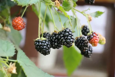 Obrázek produktu pro Ostružina zakrslábalkónová FloraSelfRubus fruticosus 'Little Black Prince' květináč 3 l beztrnná