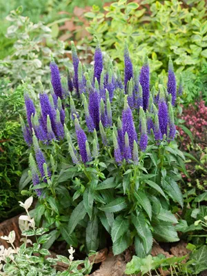Produktbild von Veronica spicata 'Ulster Dwarf Blue', Ähriger Ehrenpreis, blau, ca. 9x9 cm Topf