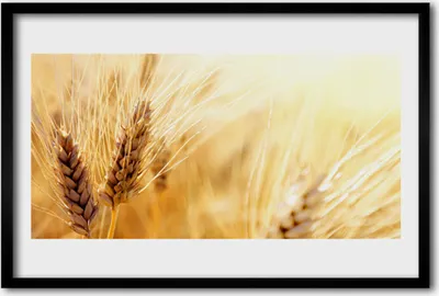 Produktbild von Bild 60x40 MDF-Rahmen Wandkunst Weizenpflanze Natur