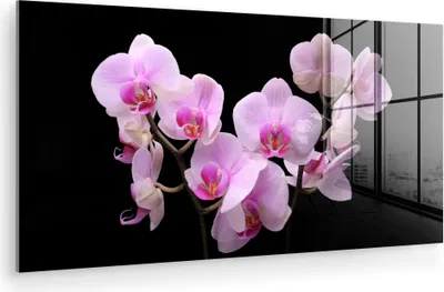 Produktbild von MuchoWow Glasbilder - Bilder auf Wandbild - Foto auf Glas Orchidee - Blumen - Rosa - Flora 80x40 cm Wanddekoration aus Glas - Acrylglasbild - Acrylbilder - Wanddeko - Bilde