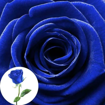 Produktbild von 100 ks Milovníci Očarujúce Bush Midnight Semená Vzácne Záhrada Modré Rose Semená