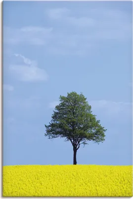 Produktbild von ARTland Leinwandbild Rapsfeld und Baum Größe: 20x30 cm
