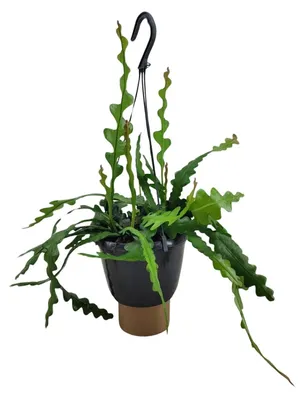 Produktbild von Epiphyllum Anguliger - 25-35cm - Ø14cm - Zimmerpflanze - Immergrün - Kakteen und Sukkulenten