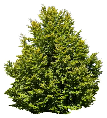 Produktbild von Rotbuche (Fagus sylvatica) - Heimischer Baum, winterhart