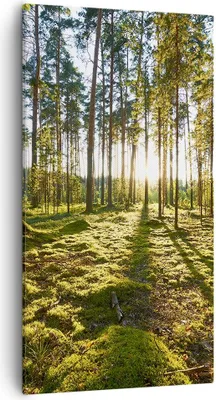 Produktbild von Bild auf Leinwand - Leinwandbild - Wald Baum Natur - 55x100cm - Wand Bild - Wanddeko - Wandbilder - Leinwanddruck - Bilder - Kunstdruck - Wanddekoration - Leinwand bilder - Wandkunst - PA55x100-3724