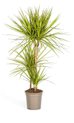 Produktbild von Dracaena Marginata Sonnenröschen - 90-110cm - Ø21cm - Zimmerpflanze - Immergrün