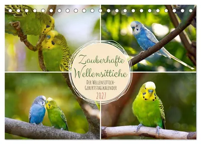 Produktbild von Zauberhafte Wellensittiche (Tischkalender 2027 DIN A5 quer), CALVENDO Monatskalender