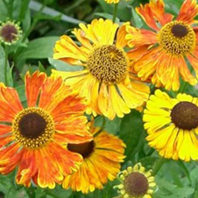 Produktbild von 6 x Sonnenbraut  - Helenium 'Waltraut'  | Topf 9cm x 9cm