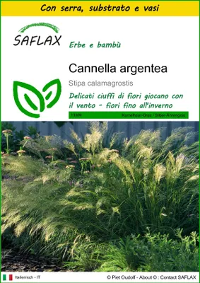 Immagine prodotto di SAFLAX Insieme di coltivazione - Cannella argentea - 50 semi - Stipa