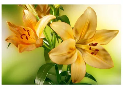 Zdjęcie produktu dla Fototapeta Dimex MS-5-0139 Ľalia 375 x 250 cm