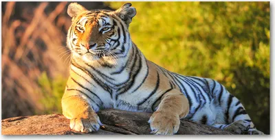 Produktbild von Tulup Glas-Bild -140x70- Wandkunst Dekorative Wand für Küche & Wohnzimmer - Tiere - Tiger-Porträt - Orange
