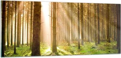 Produktbild von Bilder auf glas - Bäume Sonne Natur - 100x40cm - Glasbilder - Wandbilder - Kunstdruck - zum Aufhängen bereit - Wanddekoration aus Glas - Glas Bilder - Wandbild auf Glas - Einteilig - GAB100x40-0156