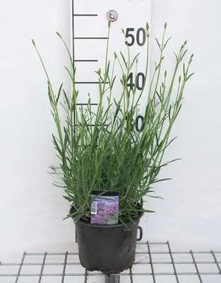 Obrázok produktu pre Lavandula int. 'Grosso' - Provence Lavendel Grosso - Kontajner 2 litre