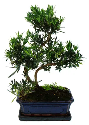 Zdjęcie produktu dla Bonsai z gatunku Podocarpus macrophyllus – ok. 12–15 lat