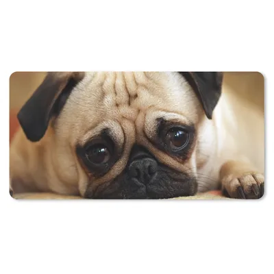 Produktbild von MuchoWow® Schreibtischunterlage Eine Nahaufnahme eines traurigen Mops-Welpen 80x40 cm - XXL Mauspad - Gaming Mauspad