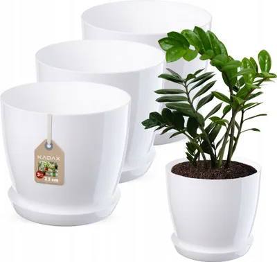 Three white plant pots with saucers, one with a plant.