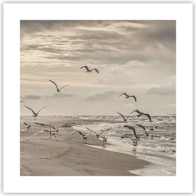 Produktbild von Poster - Poster ohne Rahmen - Möwen Küste Boho - 40x40 cm - Wand Bild - Wanddeko - Wandbilder - Kunstposter - Wandposter - Bilder - Kunstdruck - Wanddekoration - Wandbild - P2XAC40x40-4723