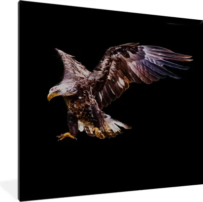 Produktbild von MuchoWow® MuchoWow® Gerahmtes Poster Adler - Vogel - Schwarz 40x40 cm - Poster mit zchwarzem Bilderrahmen - Mit Rahmen - Wanddekoration Schlafzimmer