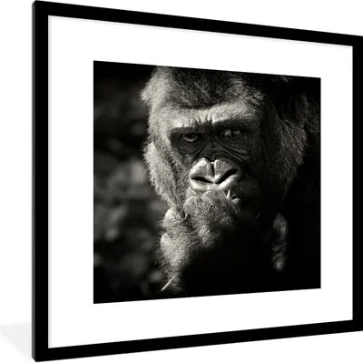 Produktbild von MuchoWow® Gerahmtes Poster Gorilla auf schwarzem Hintergrund in schwarz und weiß 40x40 cm - Poster mit Schwarzem Bilderrahmen Wandposter Rahmen Foto Bilder - Poster - Plakat im Rahmen