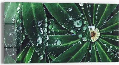 Produktbild von DEQORI Glasbild Echtglas 60x30 cm 'Wasserperlenverzierung' Wandbild Bild modern Deko
