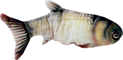 Obrázok produktu pre Hračka pre mačky Magic Fish s mačacou mätou, krúti sa ako skutočná rybka, vyrobená z odolného materiálu