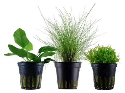 Produktbild von Pflanzen Set mit 3 Vordergrund Topf Aquarium Wasserpflanzen AquaOne Nr.225