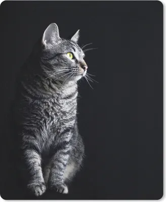 Produktbild von MuchoWow® Mauspad Mousepad Katze schaut weg 19x23 cm - Mousepads - Maus Mat - Pad - Mausunterlage - Mauspads - Spielen