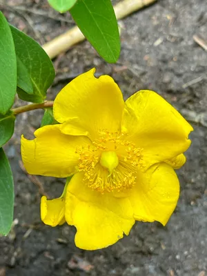 Image de 10 plants de *Hypericum hybr.* 'Hidcote' (Herbstheu) | Hauteur : 30-40 cm, plants non rempotés