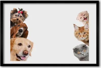Produktbild von Bild 60x40 MDF-Rahmen, Wandkunst Hunde und Katzen