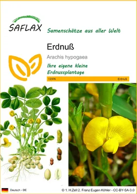 Produktbild von SAFLAX - Erdnuß - Arachis hypogaea - 8 Samen