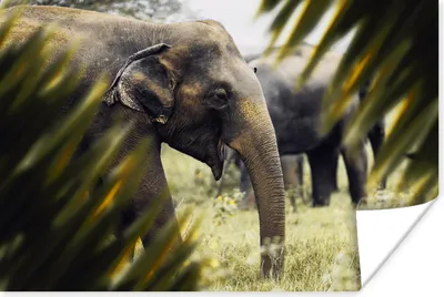 Produktbild von MuchoWow® Poster Elefant - Natur - Blätter 60x40 cm - Schlafzimmerdekoration