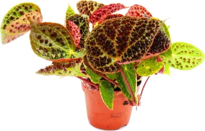Zdjęcie produktu dla Begonia dzika - Begonia ferox - spektakularna roslina lisciasta - rzadkosc - doniczka 12 cm