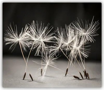 Produktbild von Tulup Glas Herdabdeckplatte Glaskeramikkochfeld-Abdeckung Spritzschutz Glasabdeckplatte Kochplattenabdeckung und Schneidebrett - Einteilig - 60x52 cm Pusteblume Samen