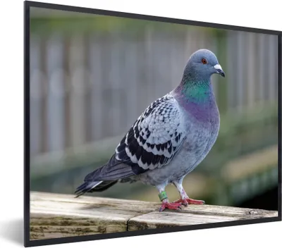 Produktbild von MuchoWow® Gerahmtes Poster Taube - Vogel - Lila - Federn 80x60 cm - Poster mit Schwarzem Bilderrahmen Wandposter Rahmen Foto Bilder - Schwarzem - Mit Gestell