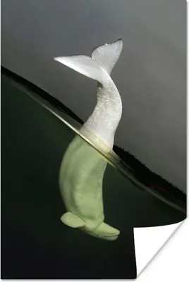 Produktbild von MuchoWow® Poster Delfin - Wasser - Weiß 80x120 cm - Papierdruck