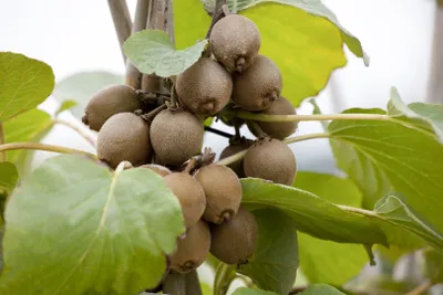 Produktbild von Actinidia chinensis 'Jenny', Kiwi, selbstfruchtend, 40–60 cm