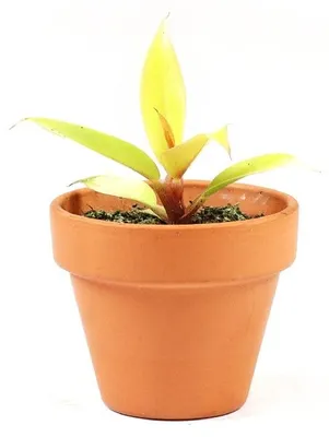 Obrázok produktu pre Gardners Philodendron Orange, priemer 6 cm