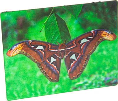 Produktbild von Detailreicher 3D Magnet mit Atlasspinner Motiv für Kühlschrank, 9 x 7 cm