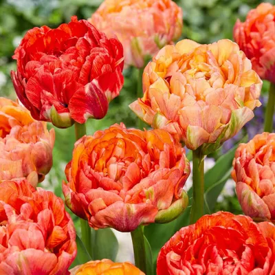 Produktbild von Green boutiQ - 24x Tulipa Gudoshnik Double - Gefüllte Tulpe Gudoshnik - Diverses - Frühlingsblüher - Zwiebelgröße 11/12