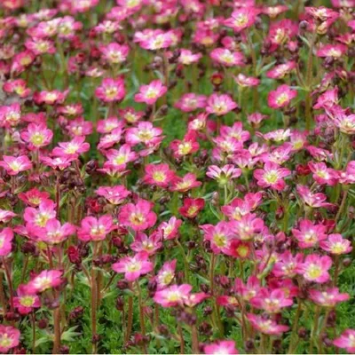 Image de 6 x saxifrage mousseux  - Saxifraga 'Pixie'  | Pot 9 cm x 9 cm