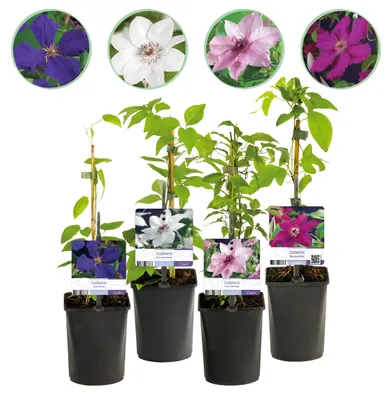 Image de Green boutiQ - Plante grimpante - Clématite Rainbow - Fleurs roses, blanches, violettes et rouges - Peu d'entretien - 4 plants - Pot de 11 cm, hauteur 40 cm