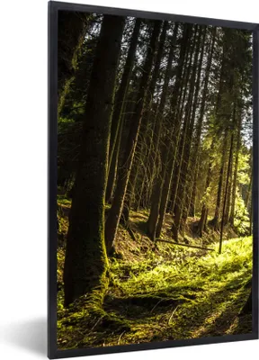 Produktbild von MuchoWow® Gerahmtes Poster Baum - Natur - Sonne - Wald 60x90 cm - Poster mit Schwarzem Bilderrahmen Wandposter Rahmen Foto Bilder - Kunst